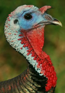 turkey2